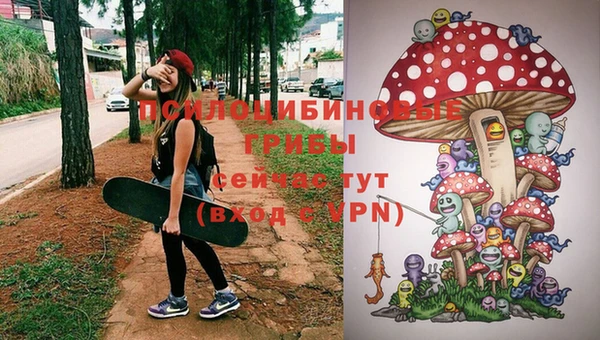 крисы Корсаков
